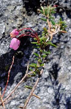 Imagem de Erica carduifolia Salisb.