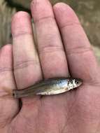 Image of Bullhead Minnow