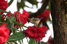 Plancia ëd Yuhina flavicollis Hodgson 1836