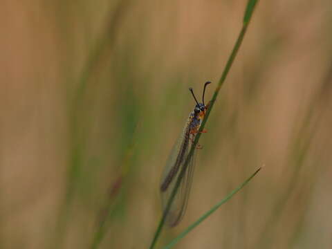 Image of Myrmeleon (Myrmeleon) lethifer Walker 1853