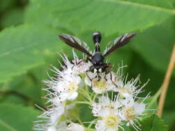 Image of Physocephala furcillata (Williston 1882)