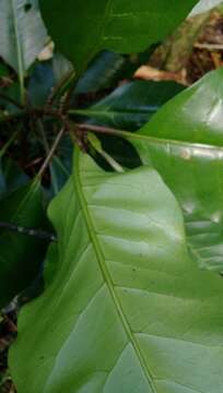 Image of umbrella catchbirdtree