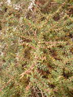 Image of alkali seepweed