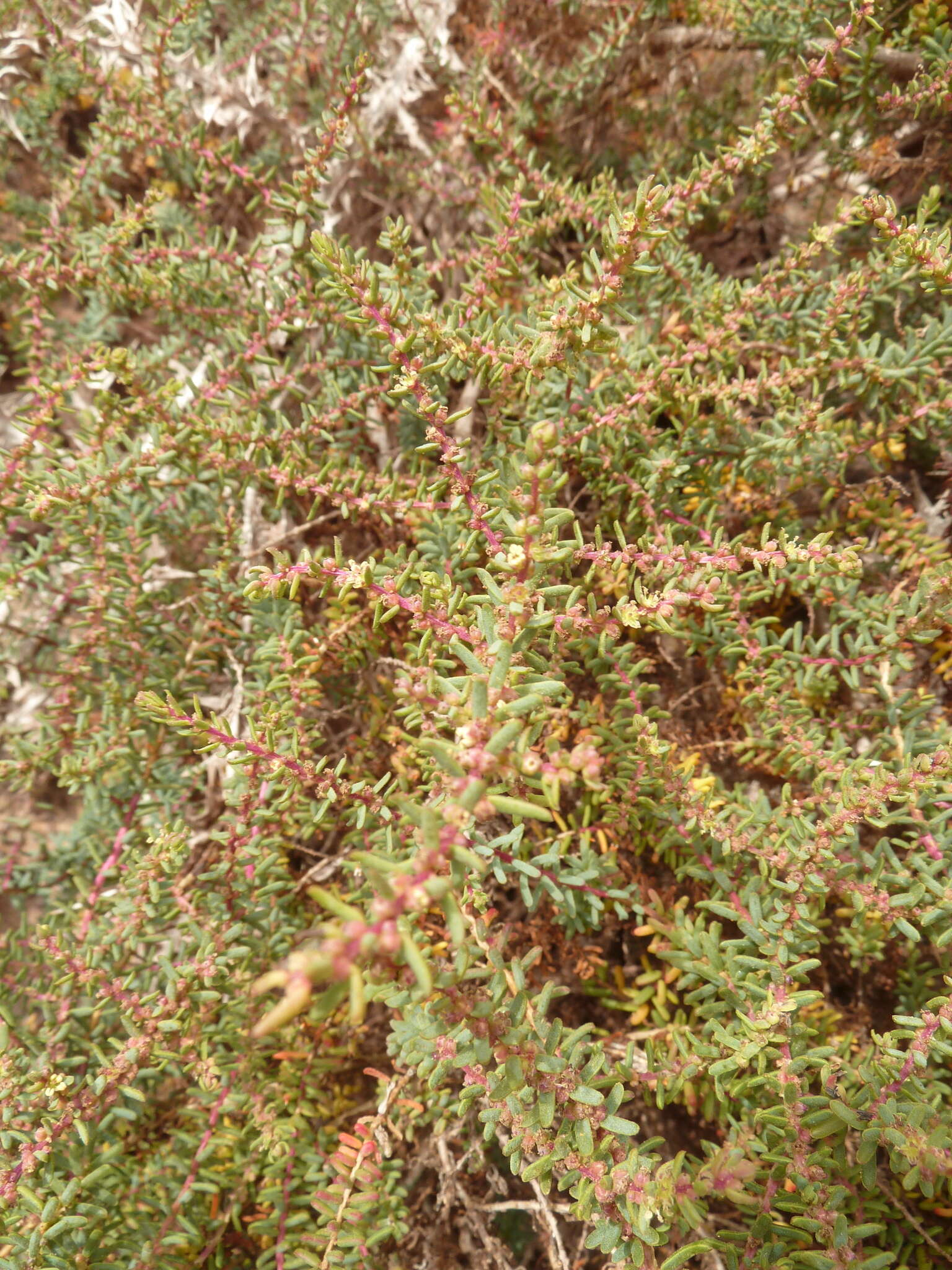 Image of alkali seepweed