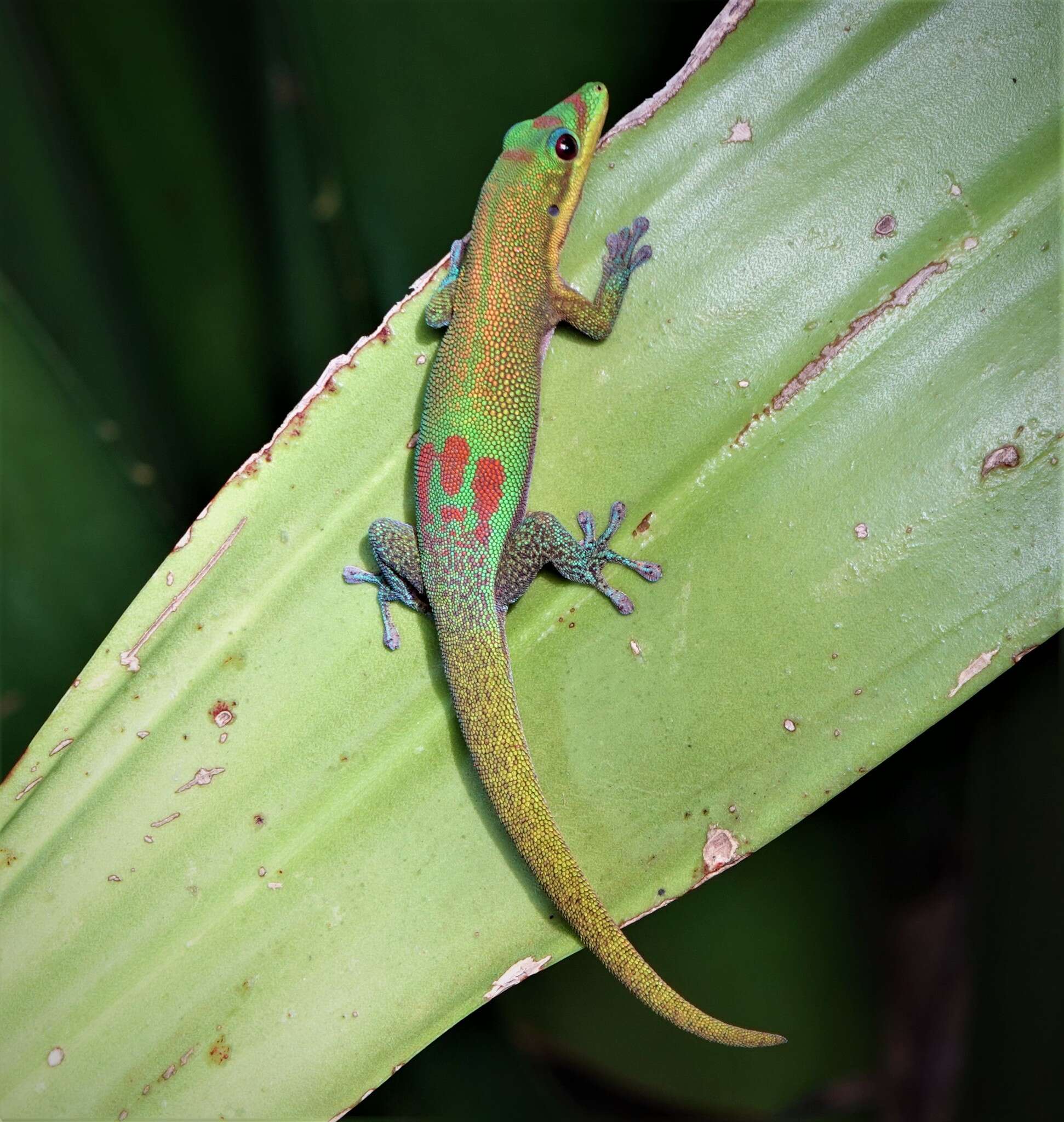 Image of gold dust day gecko