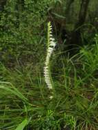 Spiranthes laciniata (Small) Ames resmi