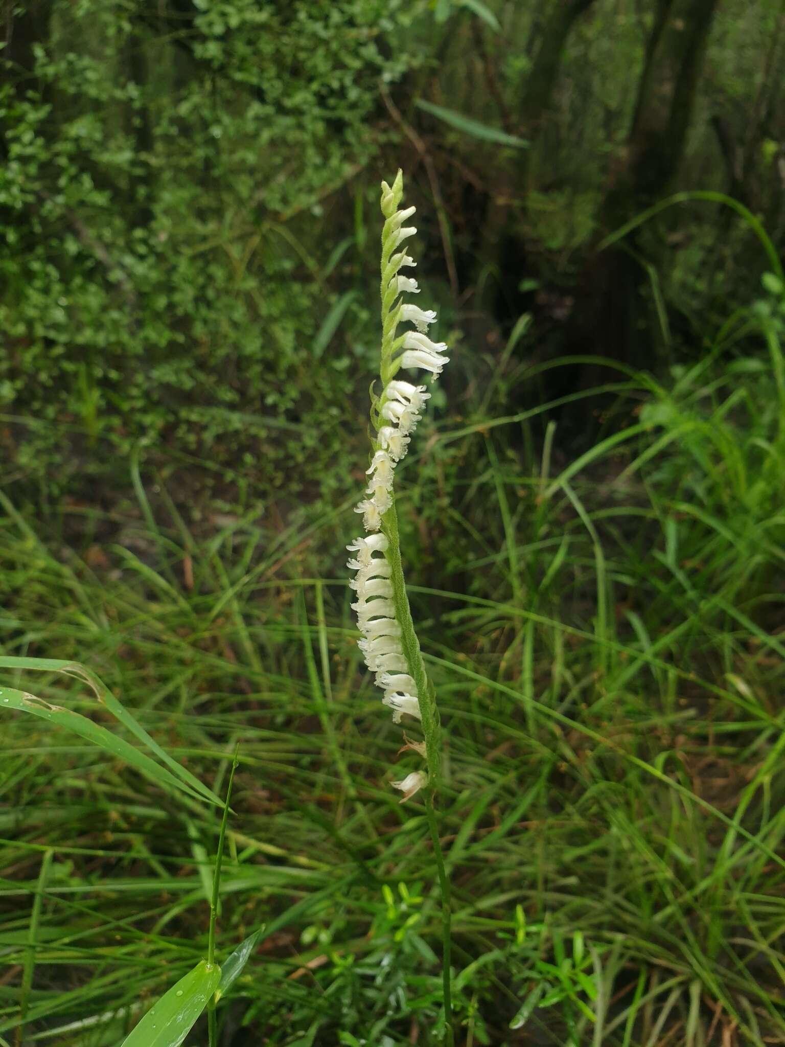 Spiranthes laciniata (Small) Ames resmi