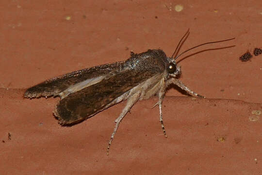 Image of Fall Armyworm Moth