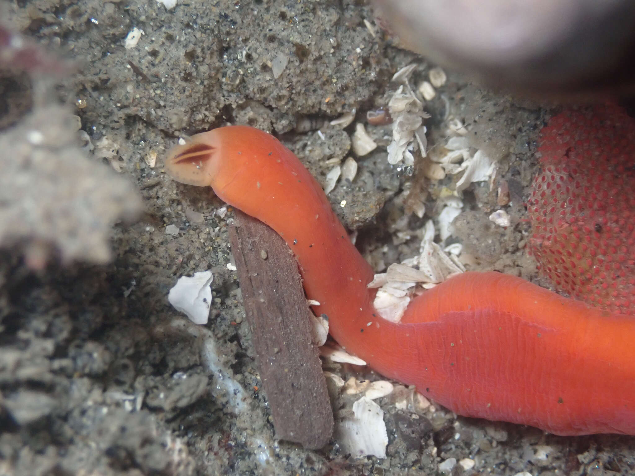 Image of Amphiporus bimaculatus Coe 1901