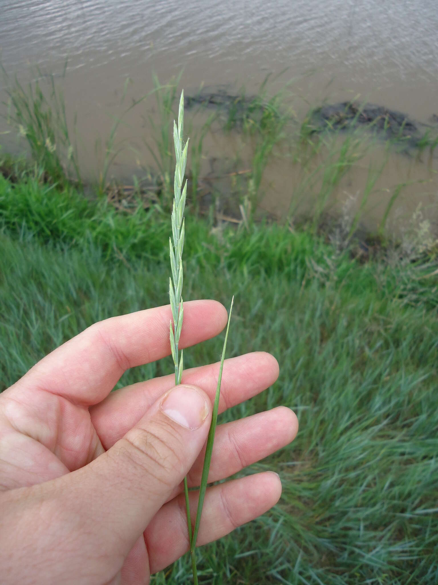 Elymus smithii (Rydb.) Gould的圖片