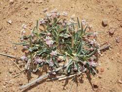 Asclepias uncialis Greene resmi