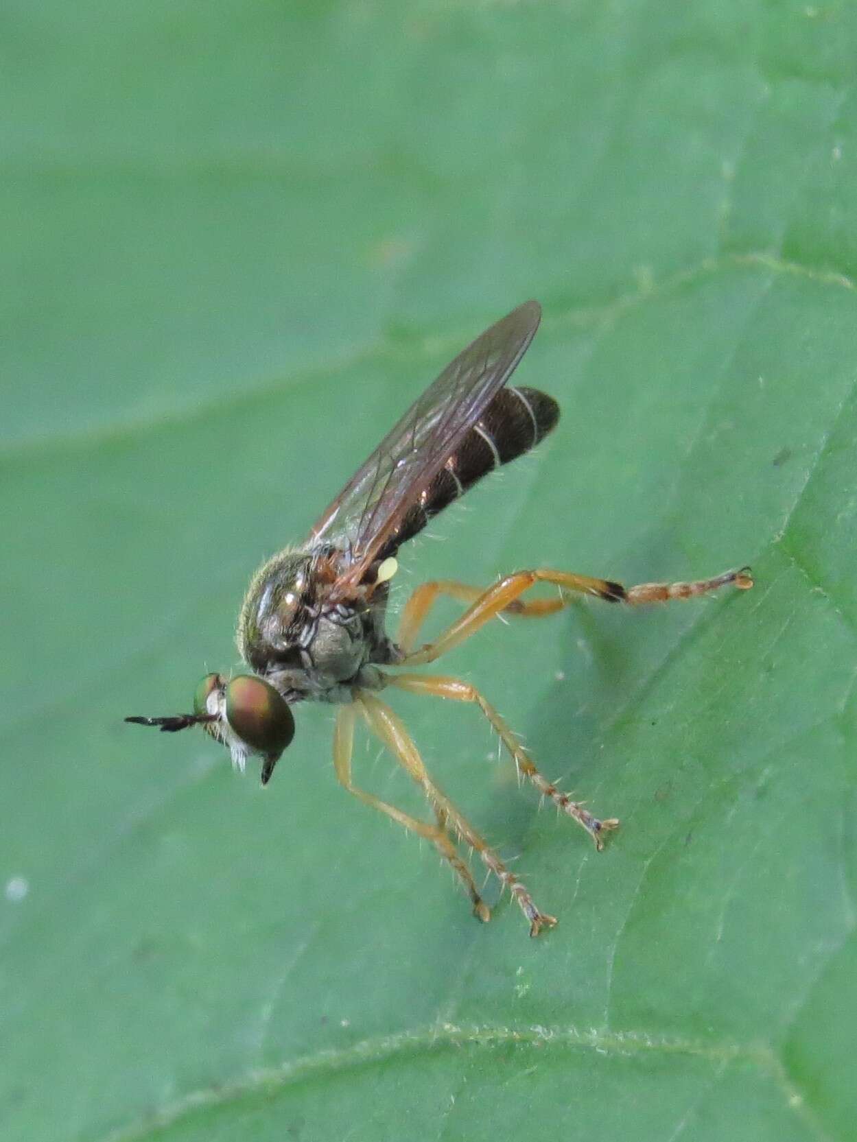 Image of Atomosia rufipes Macquart 1847