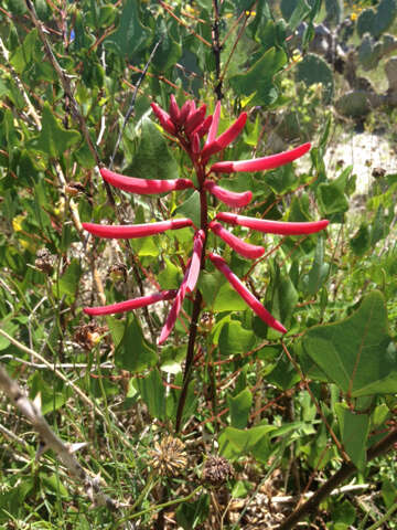 Слика од Erythrina herbacea L.