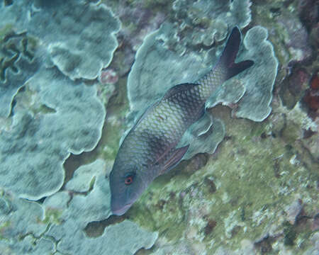 Image of Doublebar goatfish