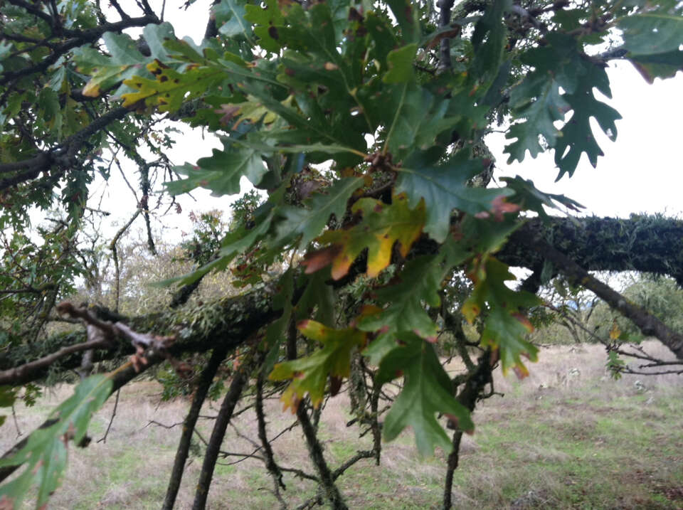 Image of valley oak