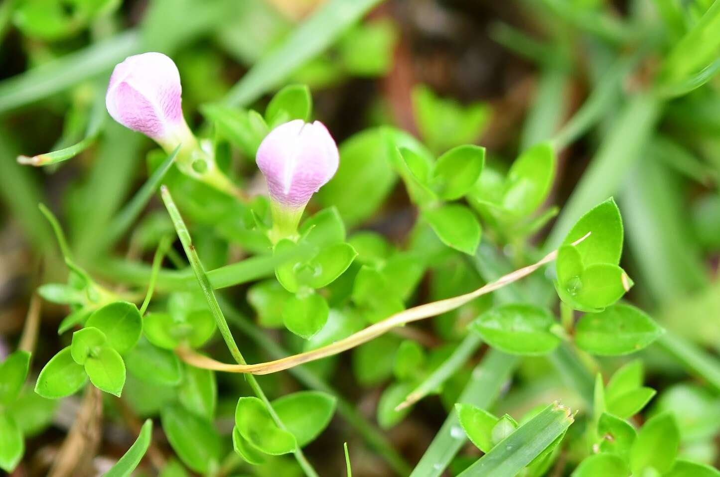 Image of Arcytophyllum serpyllaceum (Schltdl.) Terrell