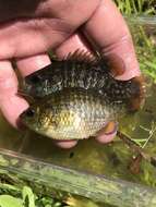 Image of Bantam Sunfish