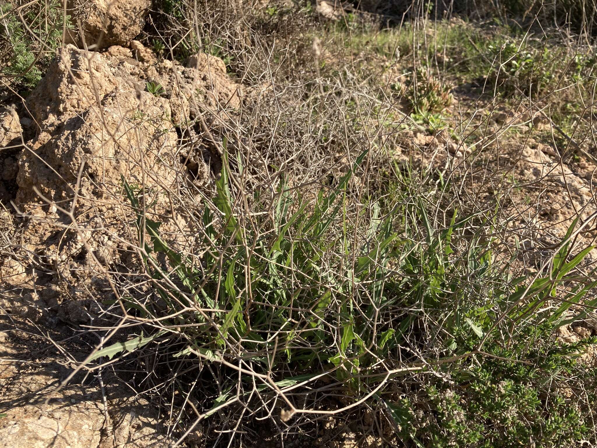 Image of Launaea lanifera Pau