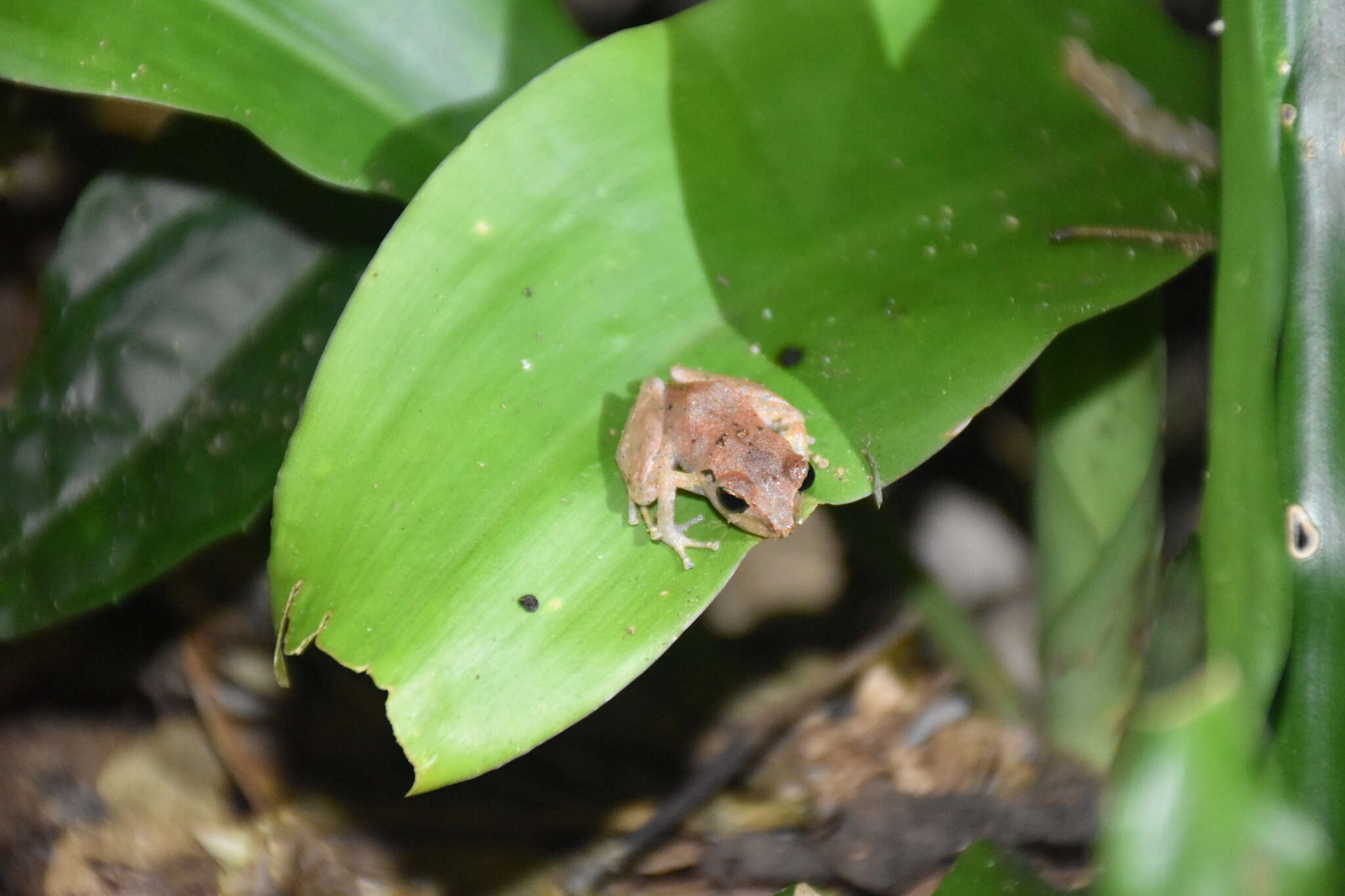 Image de Pristimantis urichi (Boettger ex Mole & Urich 1894)