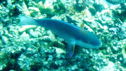 Image of Pink-margined Parrotfish