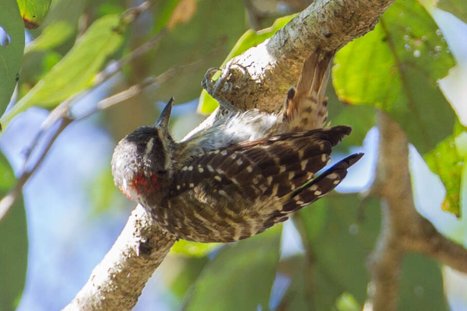 Image of Sulawesi Pygmy Woodpecker