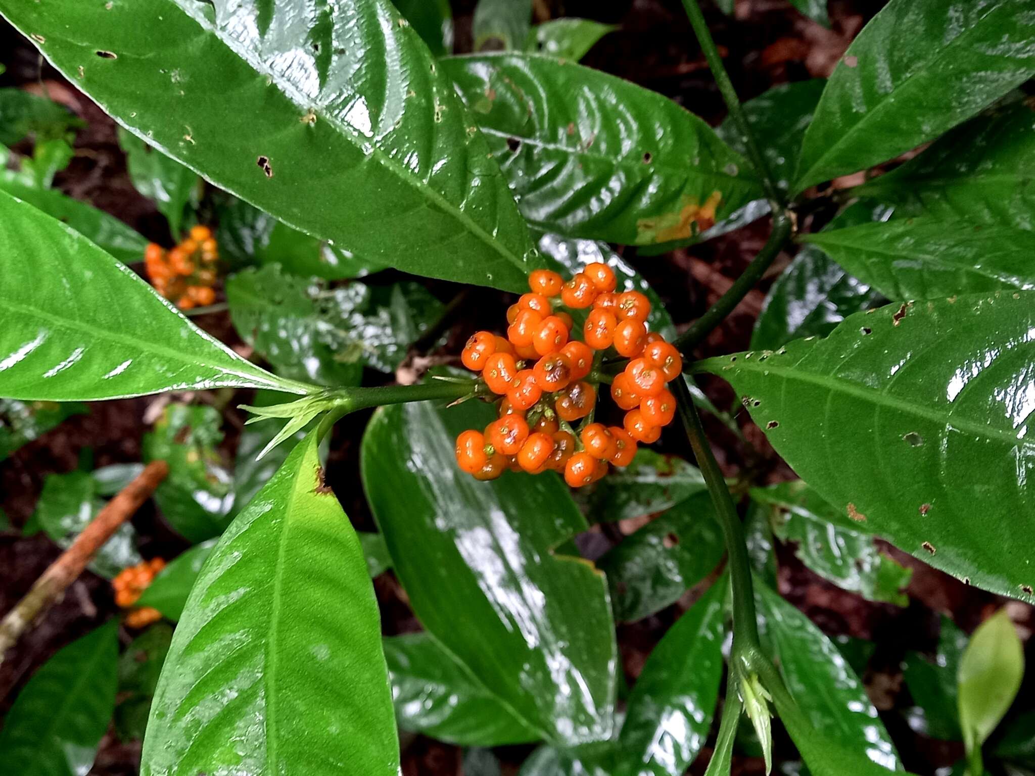 Imagem de Palicourea racemosa (Aubl.) Borhidi