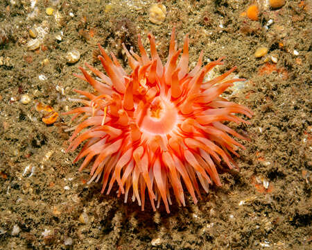 Image of Christmas anemone