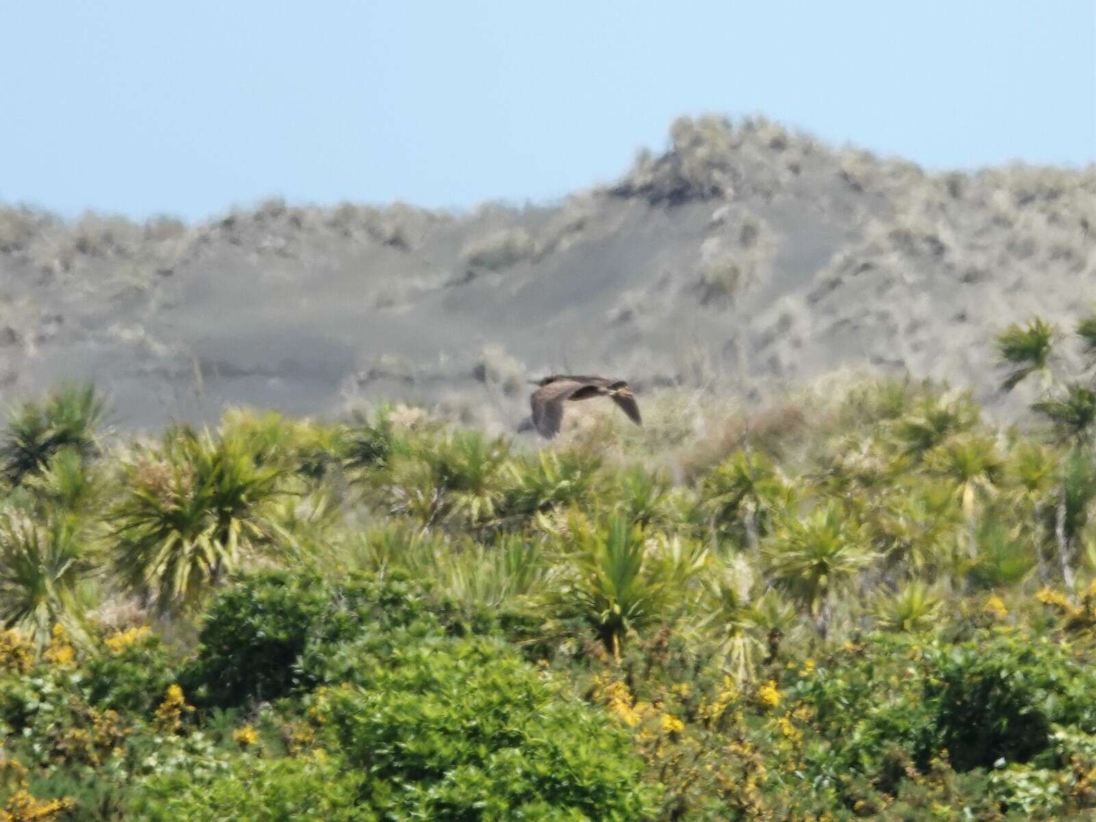 Image of Australasian Bittern