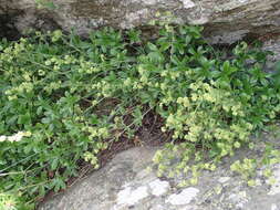 Image of Alchemilla saxatilis Buser