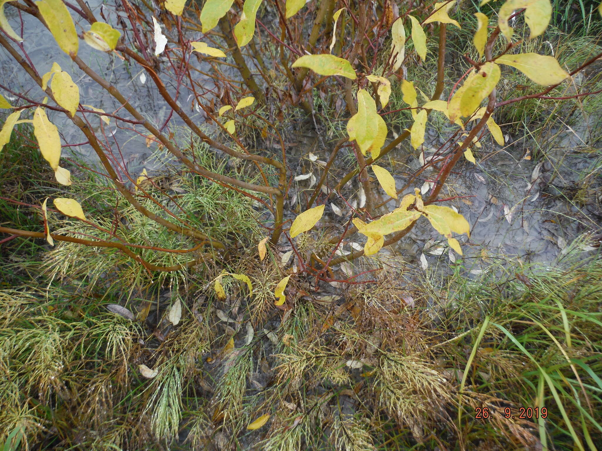 Image of tea-leaved willow