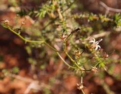 Wahlenbergia asparagoides (Adamson) Lammers resmi