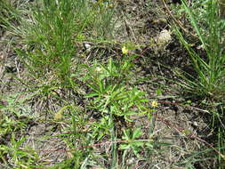 Image of Potentilla flagellaris Willd. ex Schltdl.