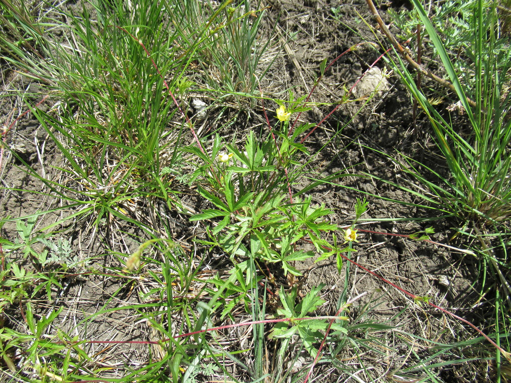 Image of Potentilla flagellaris Willd. ex Schltdl.