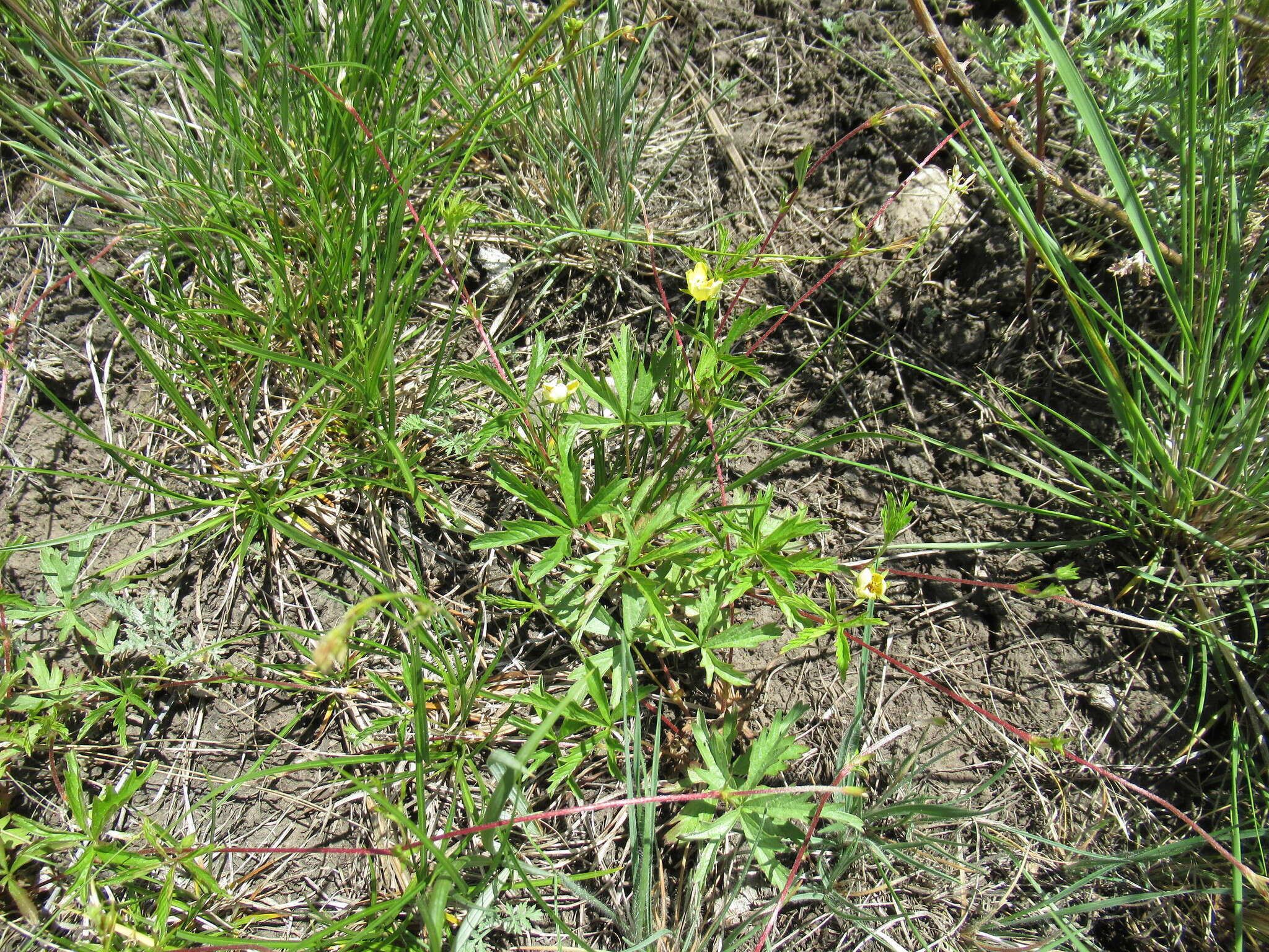 Imagem de Potentilla flagellaris Willd. ex Schltdl.