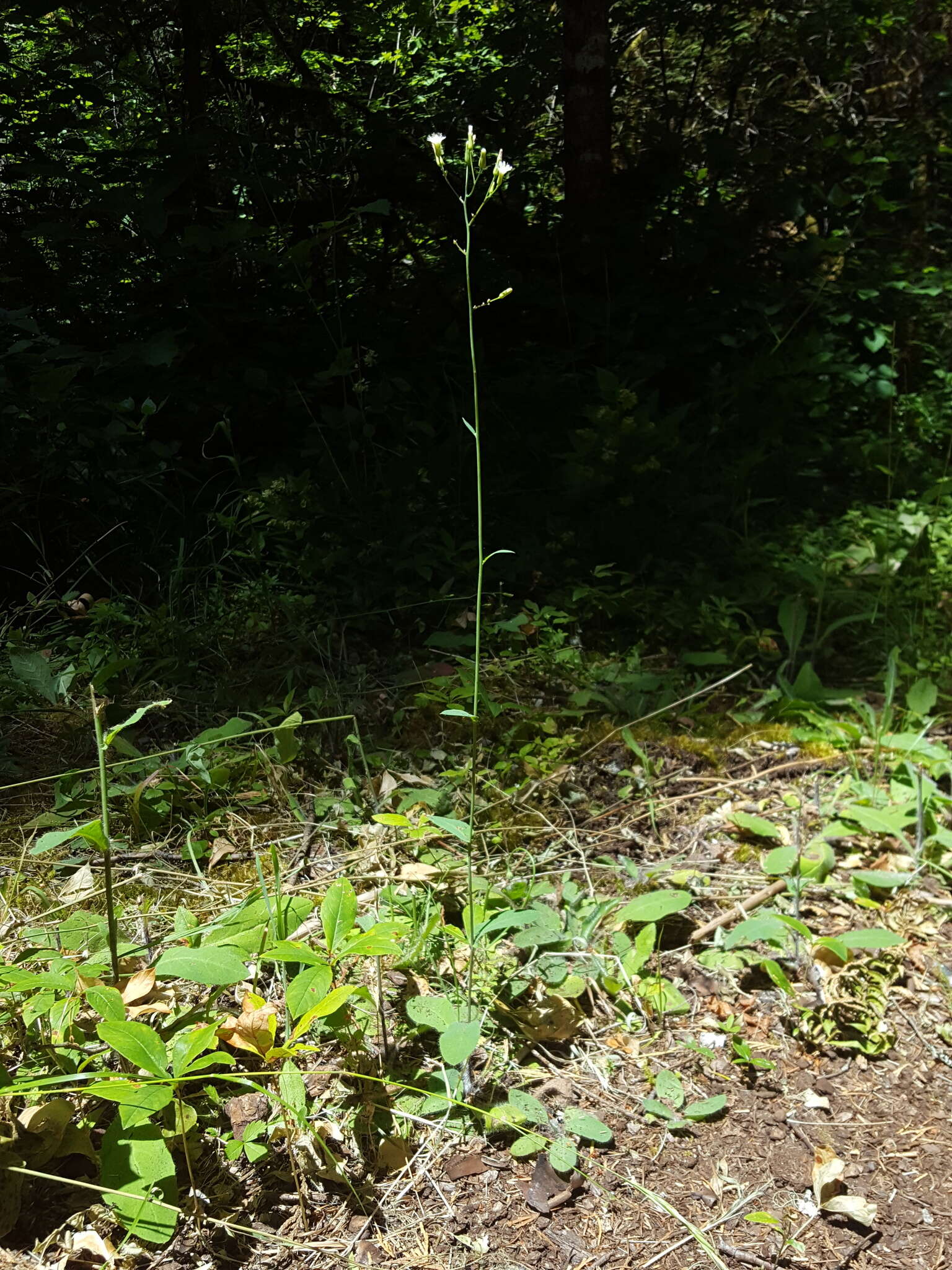 Image of white hawkweed