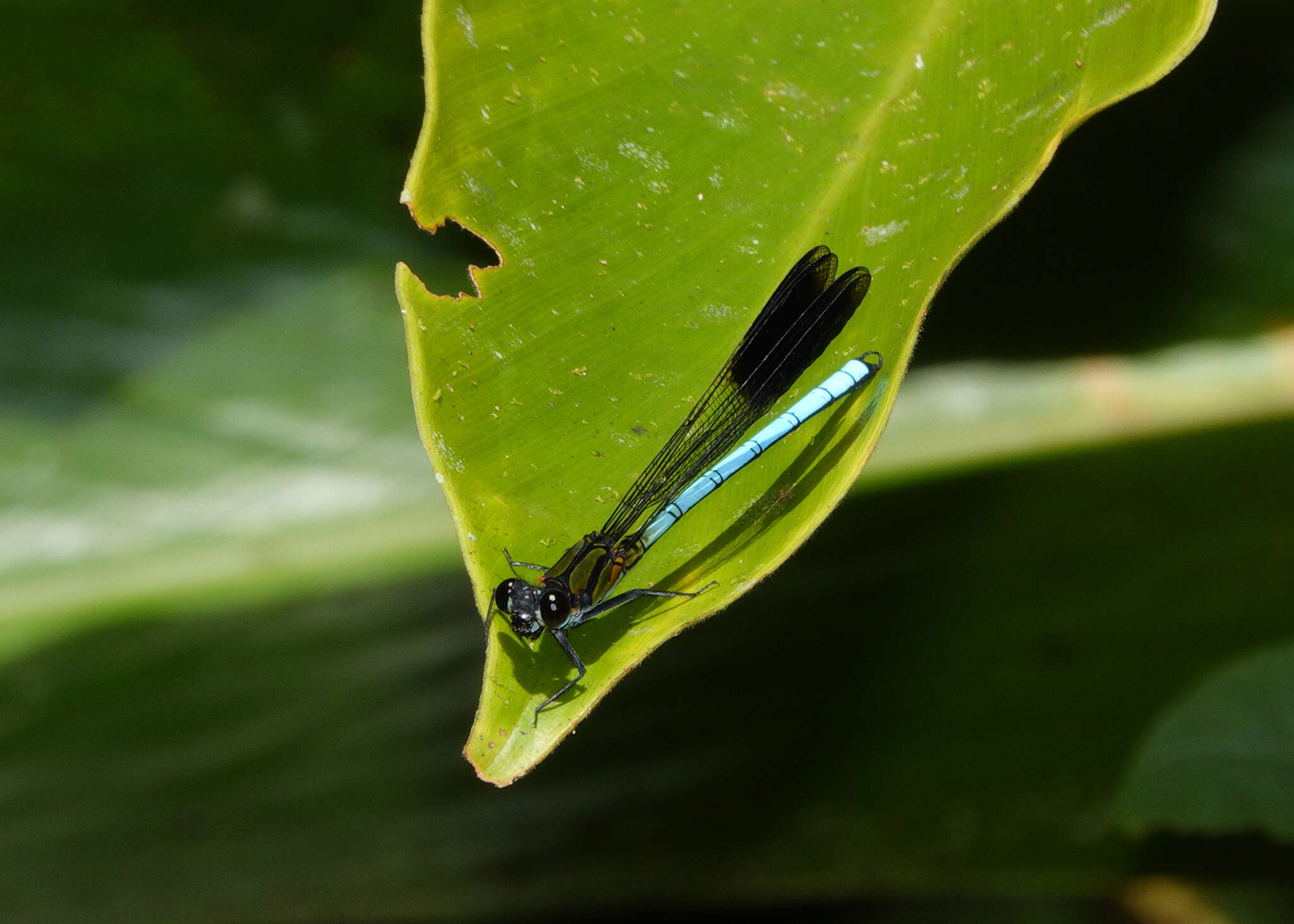 Image of Diphlebia hybridoides Tillyard 1912