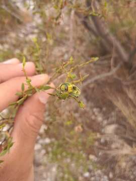 Image of Chalcopoecila