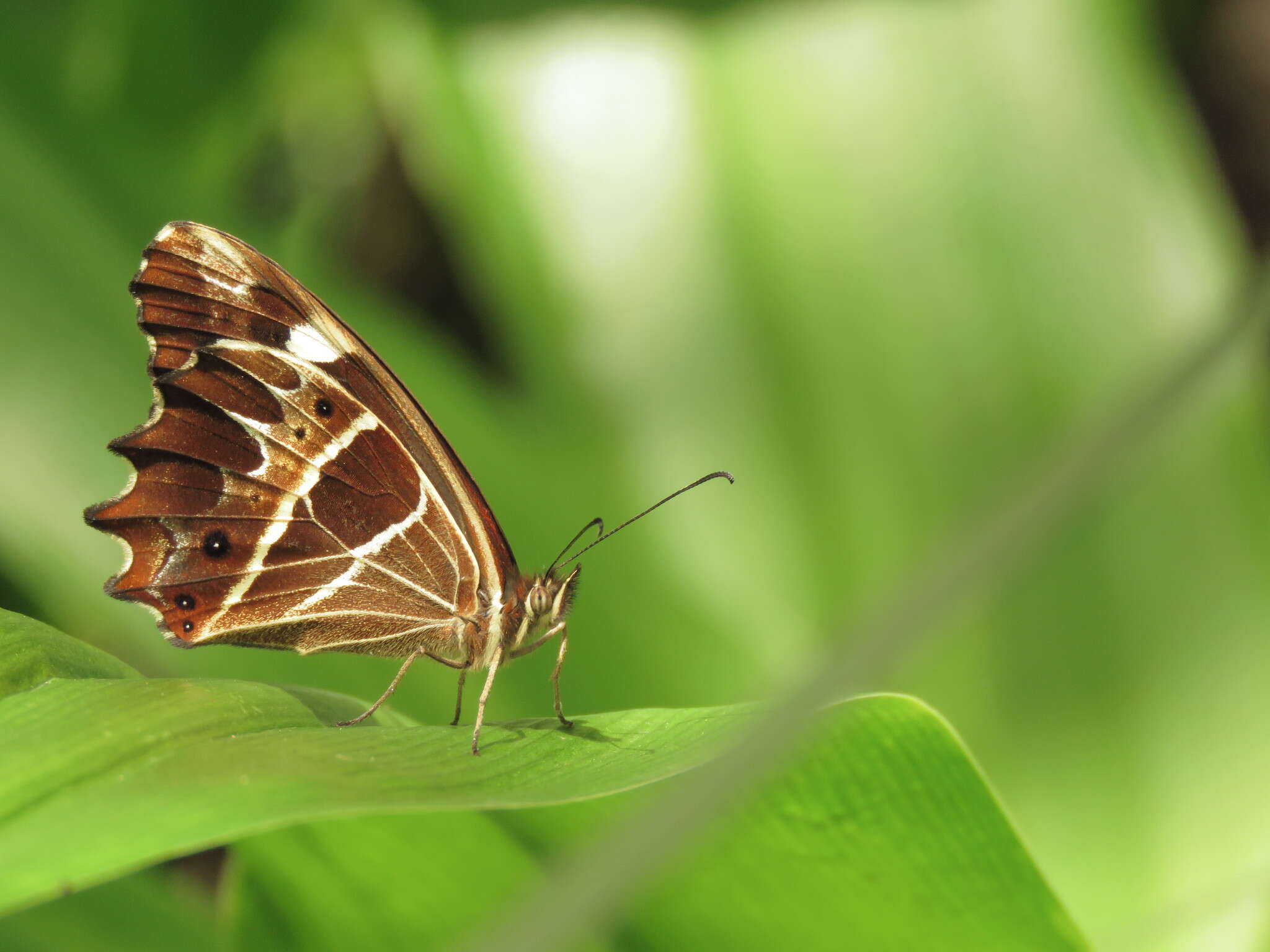 Image de <i>Oxeoschistus tauropolis</i>