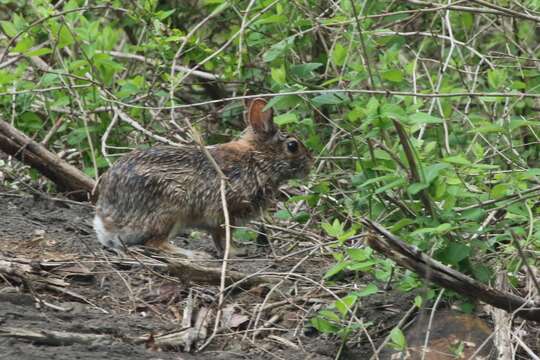 Image of New England Cottontail