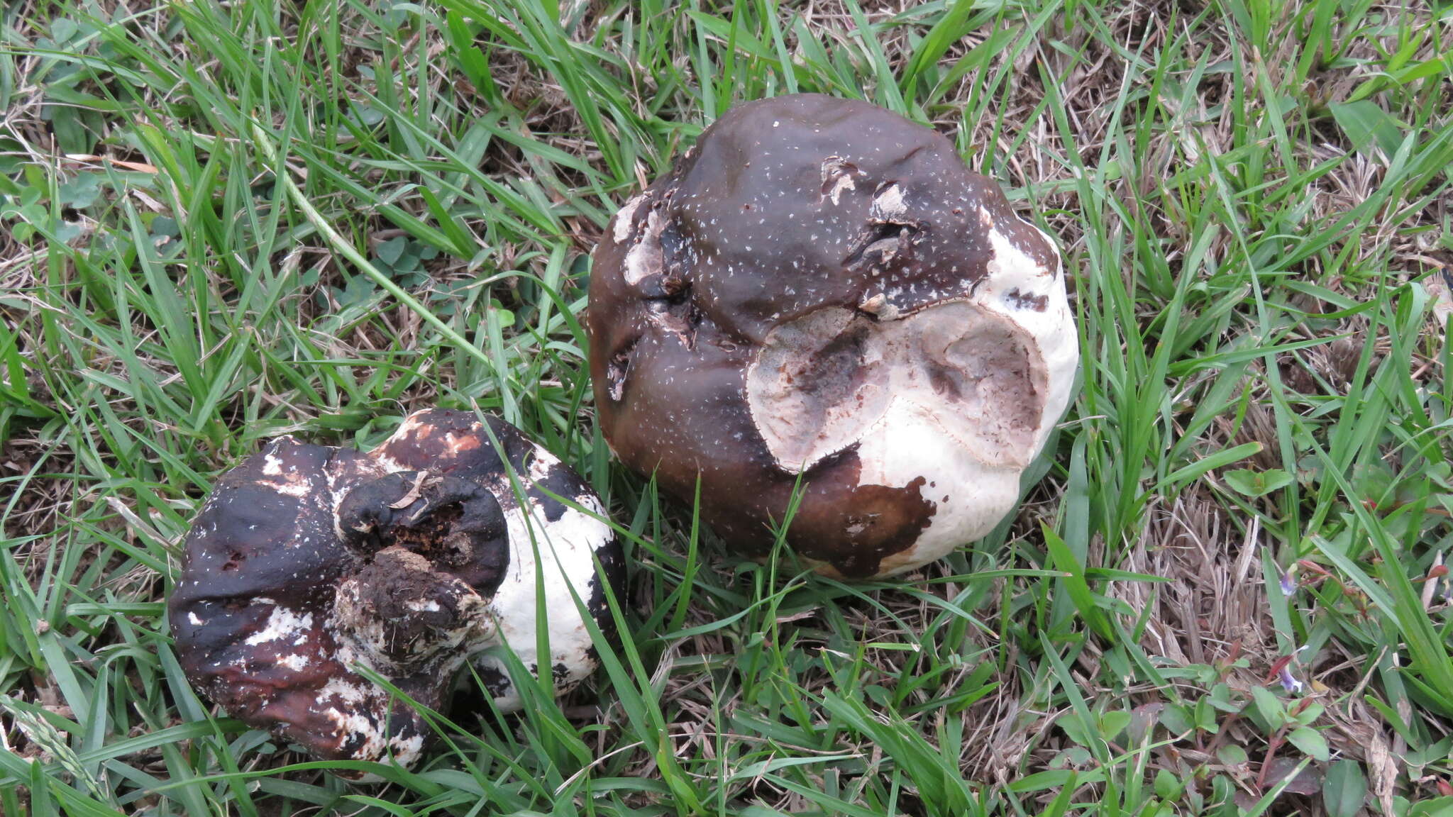 Imagem de Calvatia lilacina (Mont. & Berk.) Henn. 1904