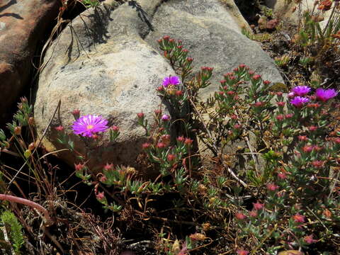 Image of Lampranthus emarginatus (L.) N. E. Br.