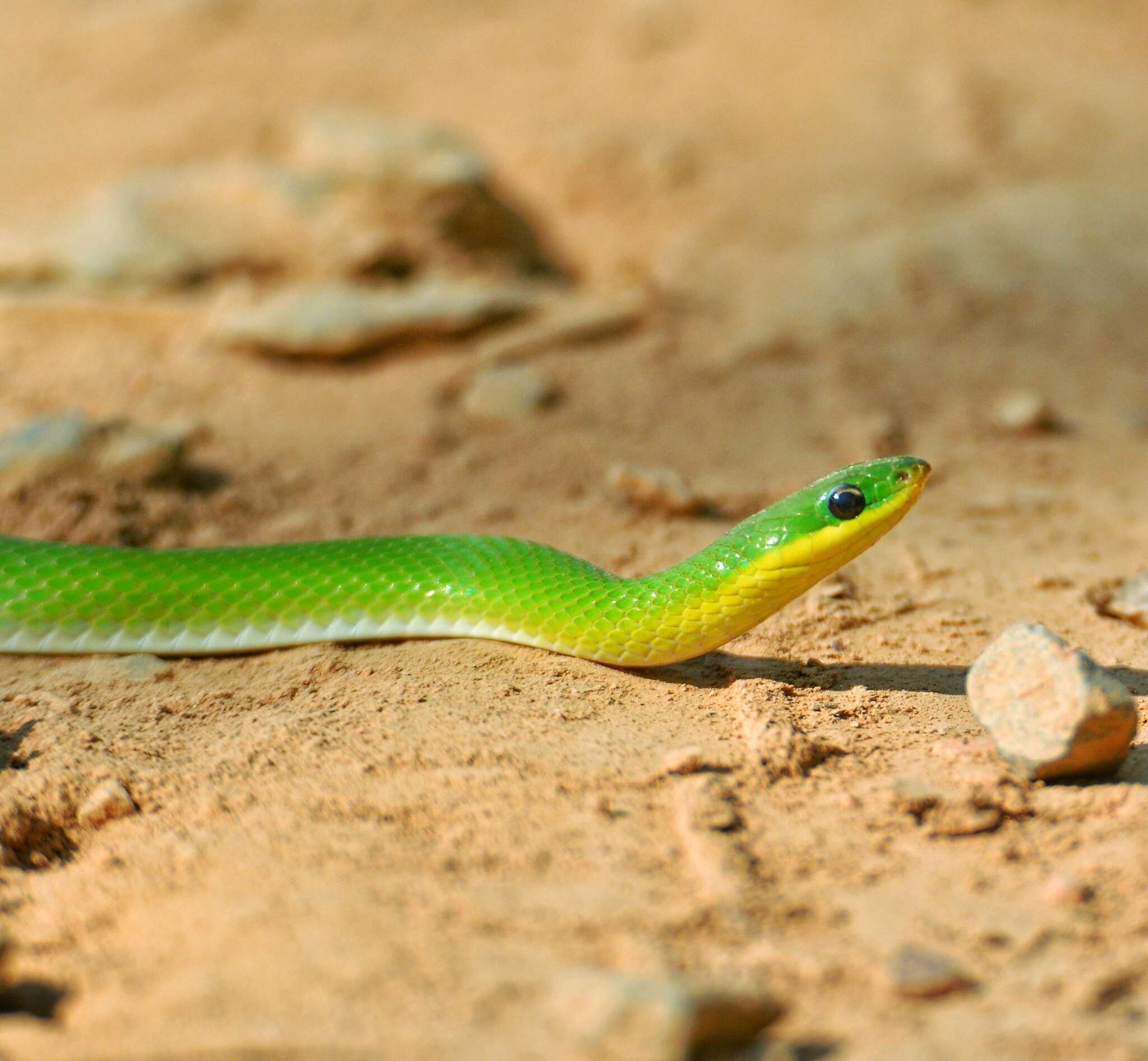 Image of Crown Ground Snake