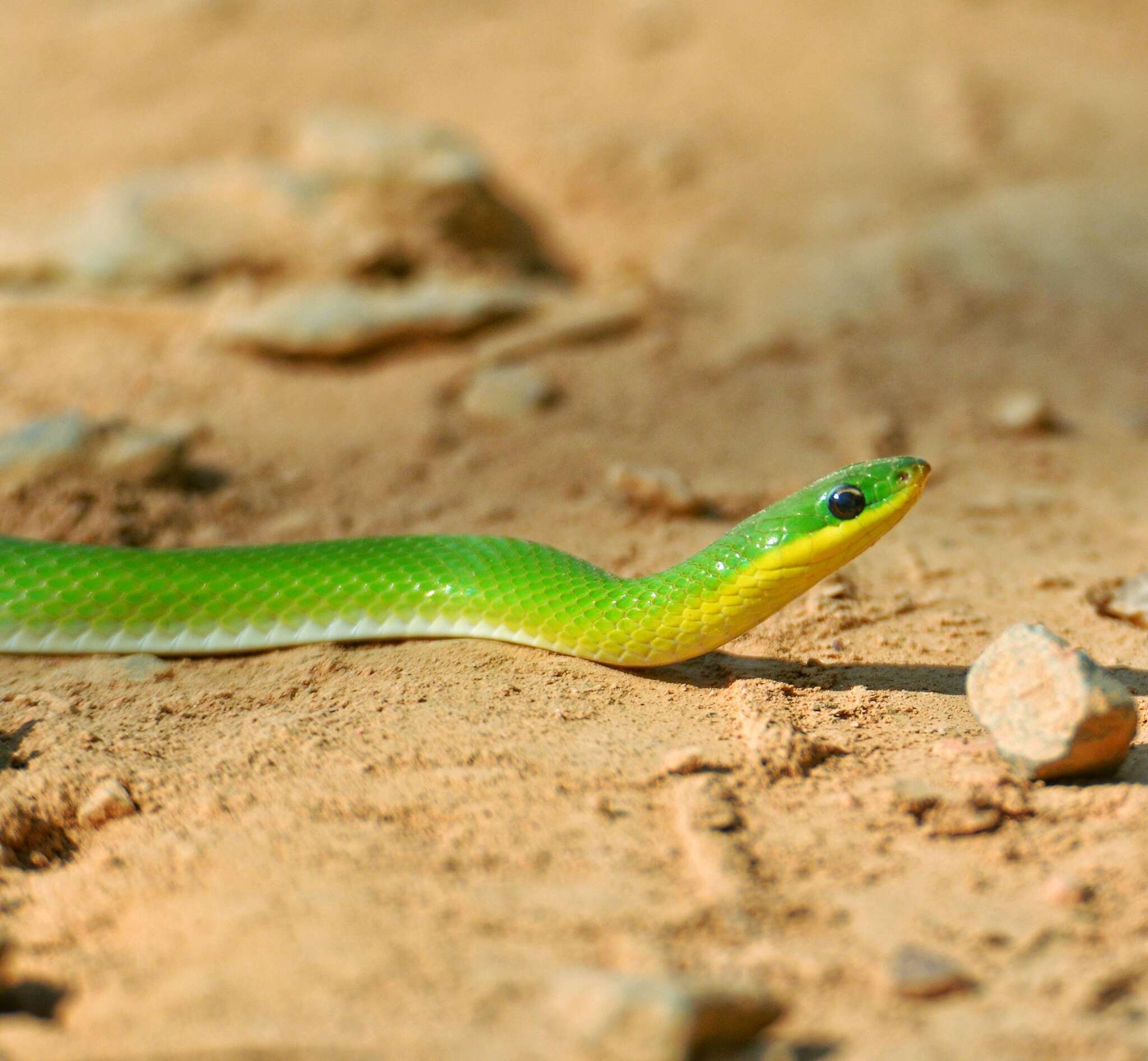 Plancia ëd Erythrolamprus viridis (Günther 1862)