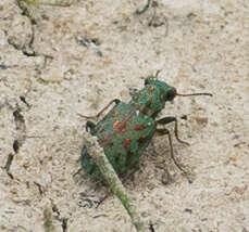 Image of Delta Green Ground Beetle