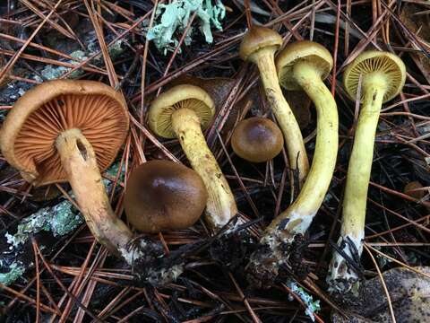 Image of Cortinarius croceus (Schaeff.) Gray 1821