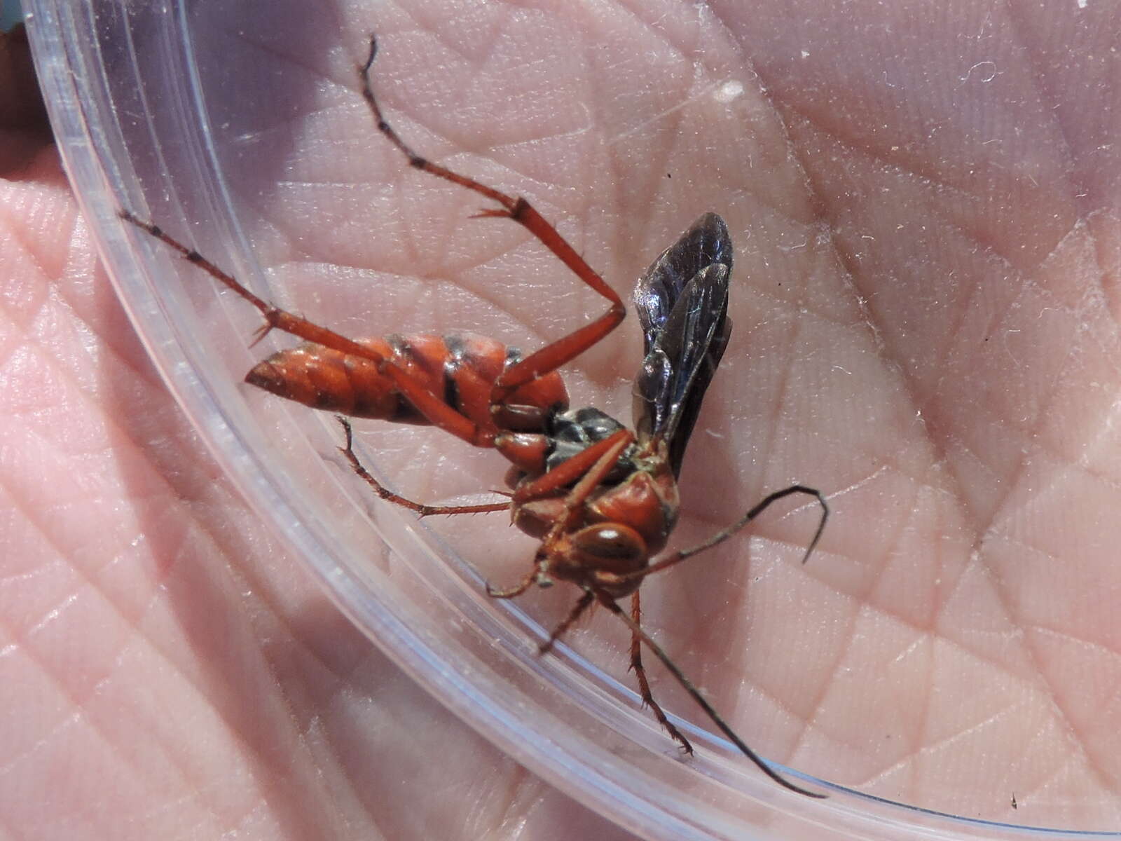 Image of Tachypompilus ferrugineus