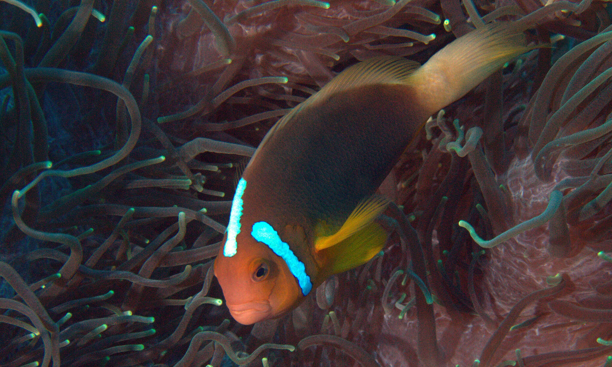 Image of White-bonnet anemonefish