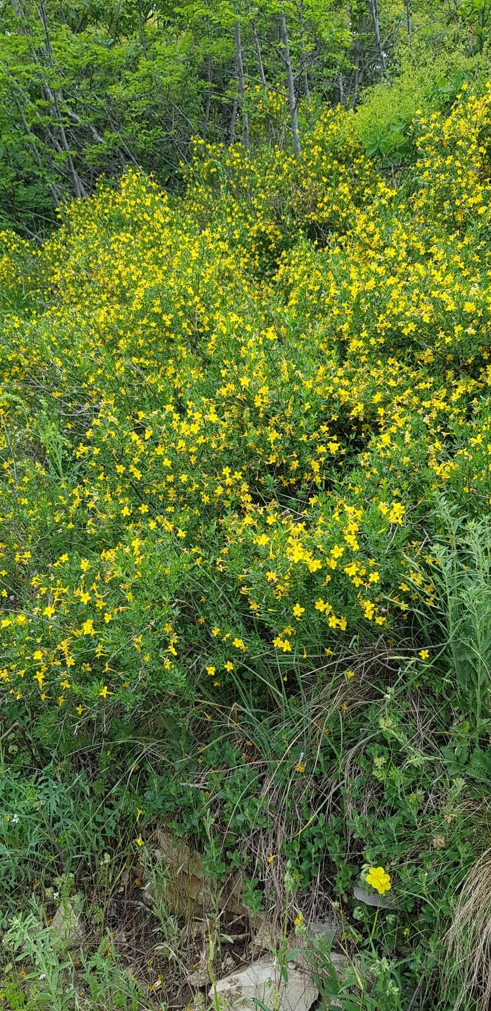 Image of Chrysojasminum fruticans (L.) Banfi