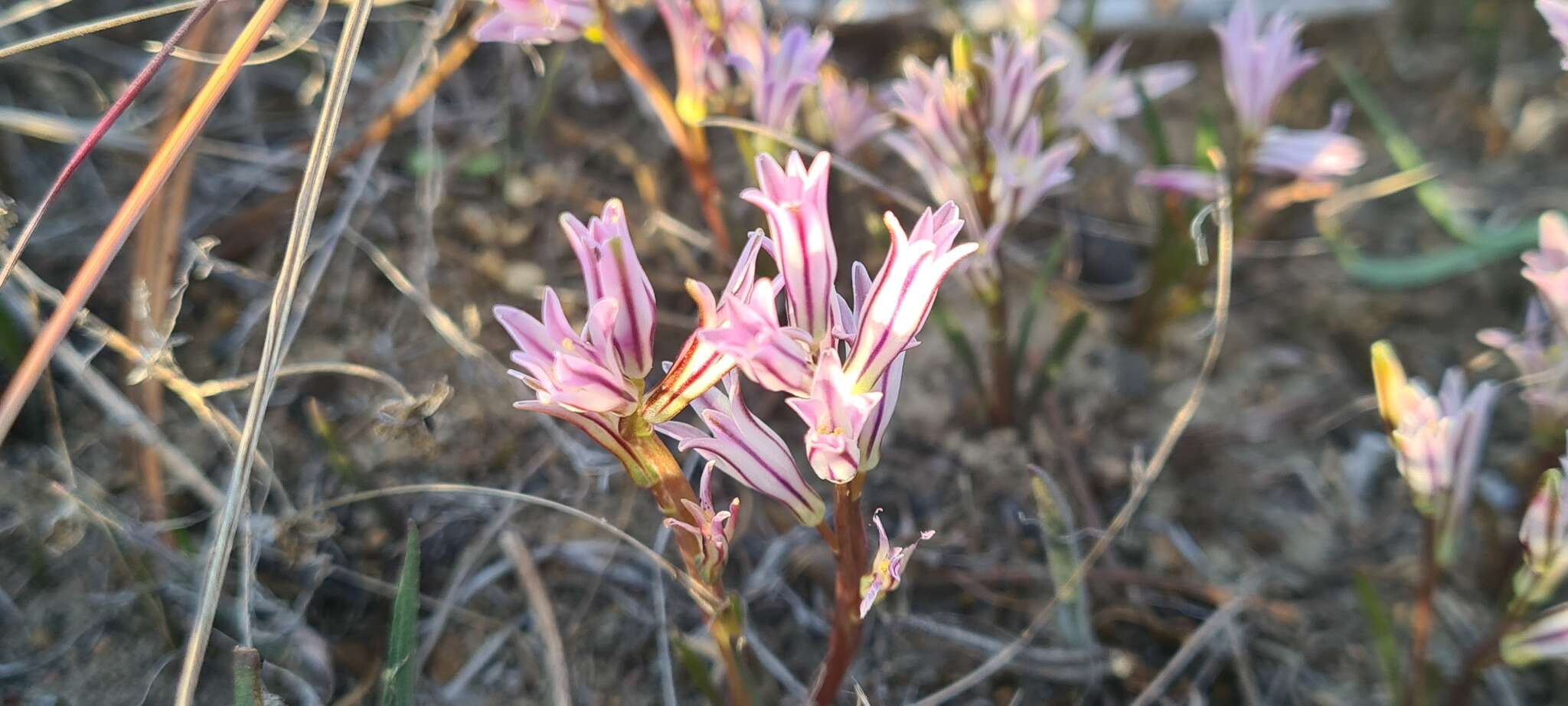 Image of Lachenalia corymbosa (L.) J. C. Manning & Goldblatt