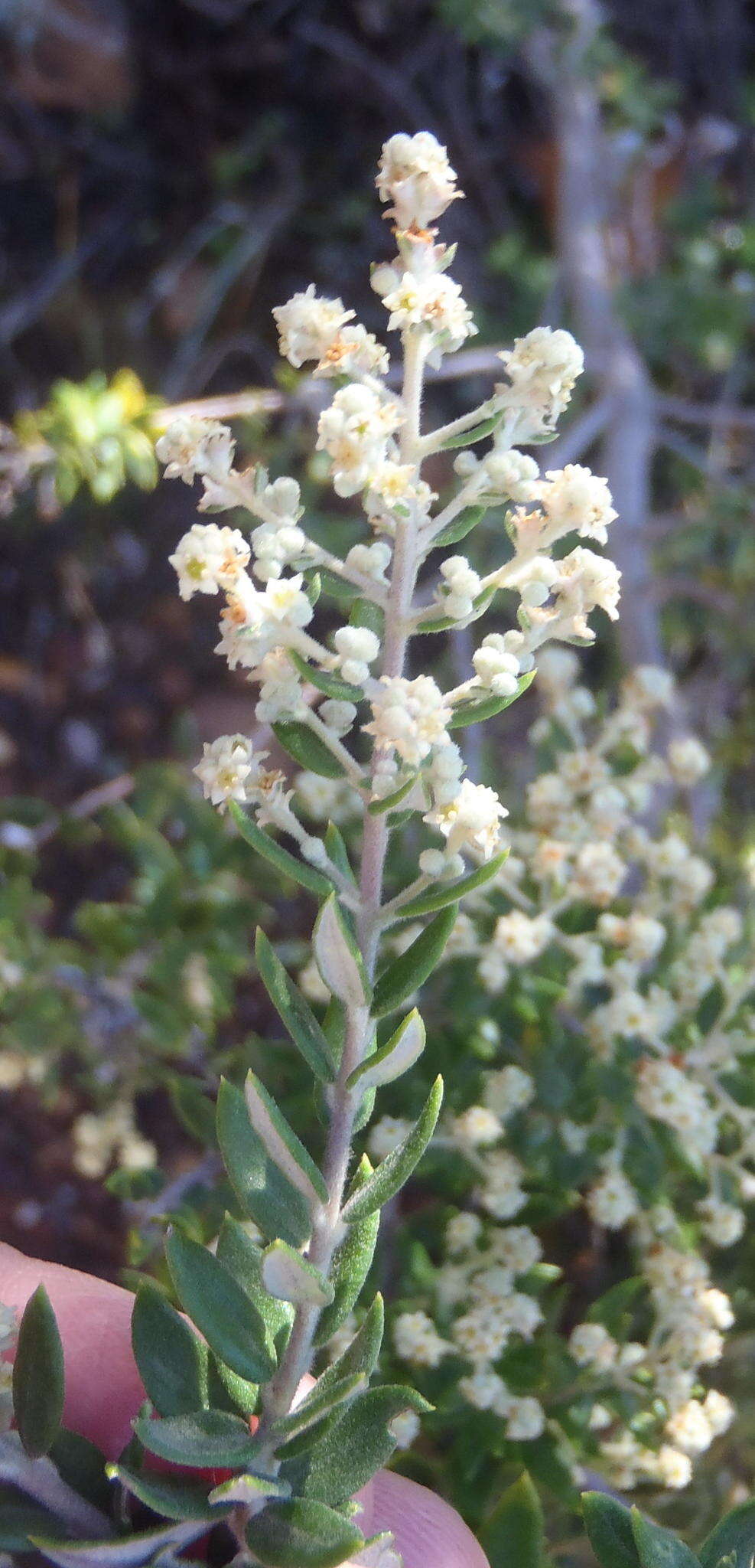 صورة Phylica paniculata Willd.